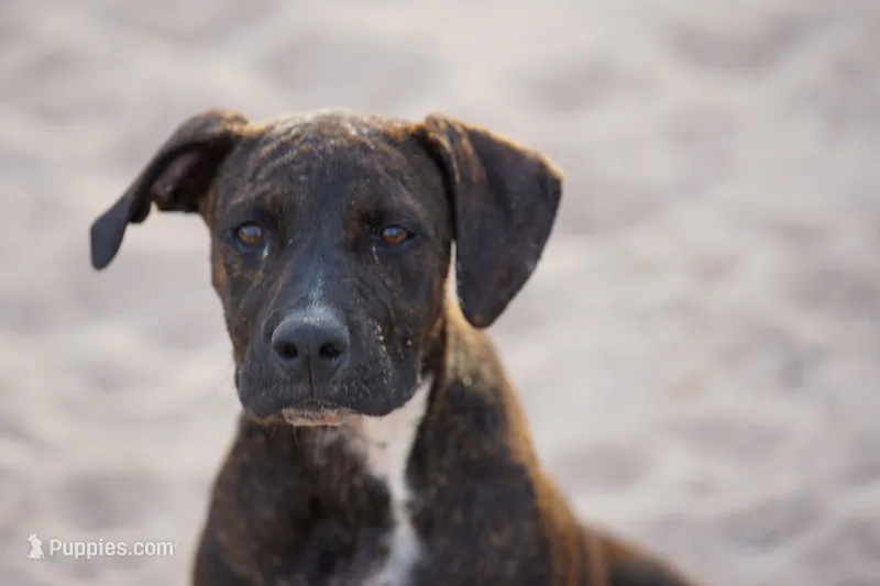 Bandog (BlkBrnF) – American Mastiff puppy for sale in Maricopa, AZ