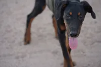 Dobie (Milhouse), a male Doberman Pinscher for sale in Maricopa, AZ – 4 of 10