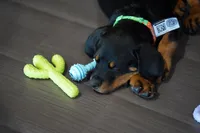 Vermithor, a male Rottweiler for sale in Maricopa, AZ – 10 of 10