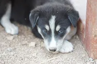 McNabsky F blkwht, a female Siberian Husky and McNab Shepherd for sale in Maricopa, AZ – 5 of 10