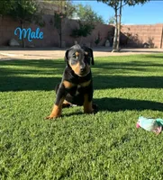 Akira Blk M, a male Doberman Pinscher for sale in Maricopa, AZ – 5 of 10