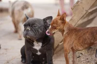 Choco, a male Chihuahua for sale in Maricopa, AZ – 3 of 10