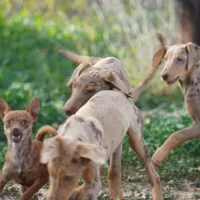Choco, a male Chihuahua for sale in Maricopa, AZ – Photo 7 of 10