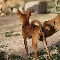 Choco, a male Chihuahua for sale in Maricopa, AZ – Photo 5 of 10
