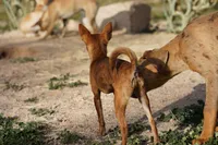 Choco, a male Chihuahua for sale in Maricopa, AZ – Photo 5 of 10