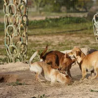 Choco, a male Chihuahua for sale in Maricopa, AZ – Photo 6 of 10