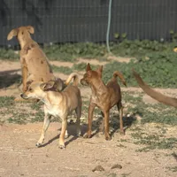Choco, a male Chihuahua for sale in Maricopa, AZ – Photo 4 of 10