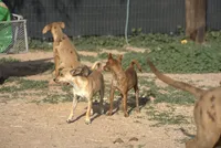 Choco, a male Chihuahua for sale in Maricopa, AZ – Photo 4 of 10