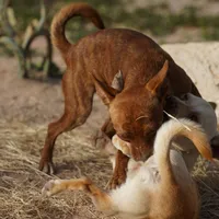Choco, a male Chihuahua for sale in Maricopa, AZ – Photo 2 of 10