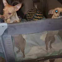 Choco, a male Chihuahua for sale in Maricopa, AZ – Photo 9 of 10