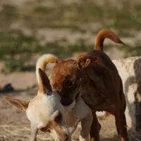 Choco, a male Chihuahua for sale in Maricopa, AZ – Photo 3 of 10