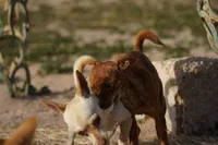 Choco, a male Chihuahua for sale in Maricopa, AZ – Photo 3 of 10