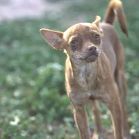 Choco, a male Chihuahua for sale in Maricopa, AZ – Photo 1 of 10