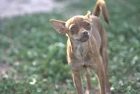 Choco, a male Chihuahua for sale in Maricopa, AZ – Photo 1 of 10
