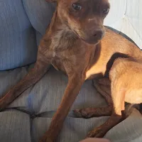 Choco, a male Chihuahua for sale in Maricopa, AZ – Photo 8 of 10