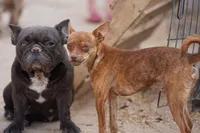 Choco, a male Chihuahua for sale in Maricopa, AZ – 2 of 10