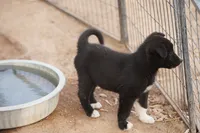 McNabsky M black, a male Siberian Husky and McNab Shepherd for sale in Maricopa, AZ – 3 of 10