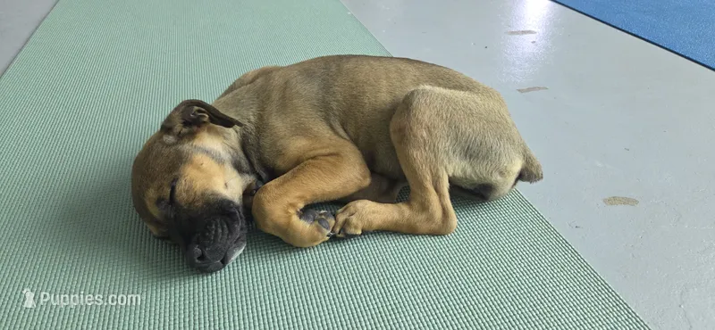 Midnight Fawn F – American Mastiff puppy for sale in Maricopa, AZ