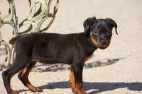 Rott (Chanel F), a female Rottweiler for sale in Maricopa, AZ – 10 of 10
