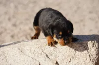 Rott Girl, a female Rottweiler for sale in Maricopa, AZ – 3 of 7