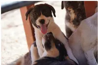 Bansky (Pinto), a female Siberian Husky and American Mastiff for sale in Maricopa, AZ – 4 of 7