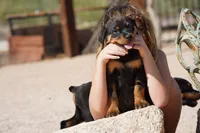 Meleys, a female Rottweiler for sale in Maricopa, AZ – 2 of 6