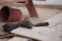Midnight Brindle F, a female American Mastiff for sale in Maricopa, AZ – 7 of 10