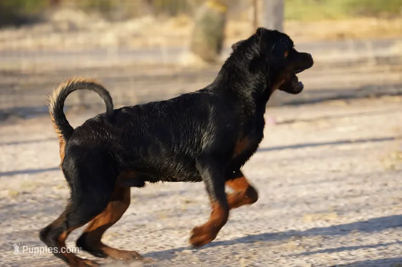 Romanian Import CH parnets