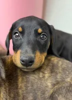 Diabla Blk F, a female Doberman Pinscher for sale in Maricopa, AZ – 8 of 10