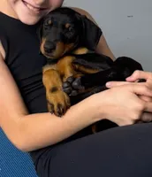 Diabla Blk F, a female Doberman Pinscher for sale in Maricopa, AZ – 10 of 10