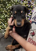 Akira Blk F, a female Doberman Pinscher for sale in Maricopa, AZ – 1 of 10