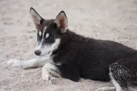 McNabsky (Husky), a female Siberian Husky and McNab Shepherd for sale in Maricopa, AZ – 8 of 10