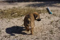 Toes F Sable, a female Akita and McNab Shepherd for sale in Maricopa, AZ – Photo 7 of 8