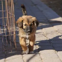 Toes F Sable, a female Akita and McNab Shepherd for sale in Maricopa, AZ – Photo 5 of 10