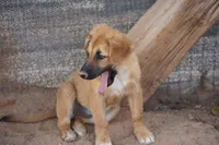 Toes F Sable, a female Akita and McNab Shepherd for sale in Maricopa, AZ – 5 of 10