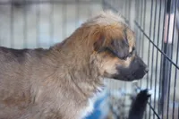 Toes F Sable, a female Akita and McNab Shepherd for sale in Maricopa, AZ – Photo 3 of 8