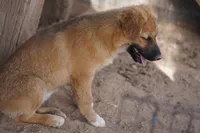 Toes F Sable, a female Akita and McNab Shepherd for sale in Maricopa, AZ – 6 of 10