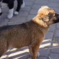 Toes F Sable, a female Akita and McNab Shepherd for sale in Maricopa, AZ – Photo 3 of 10