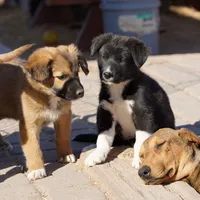 Toes F Sable, a female Akita and McNab Shepherd for sale in Maricopa, AZ – Photo 2 of 10