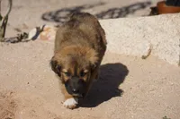 Toes F Sable, a female Akita and McNab Shepherd for sale in Maricopa, AZ – Photo 5 of 8