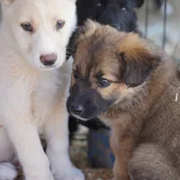 Toes F Sable, a female Akita and McNab Shepherd for sale in Maricopa, AZ – Photo 9 of 10