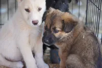 Toes F Sable, a female Akita and McNab Shepherd for sale in Maricopa, AZ – Photo 2 of 8
