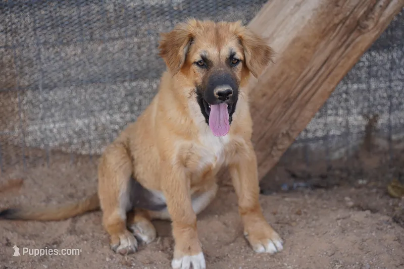 Toes F Sable – Akita, McNab Shepherd puppy for sale in Maricopa, AZ
