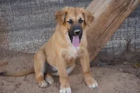 Toes F Sable, a female Akita and McNab Shepherd for sale in Maricopa, AZ – 2 of 10