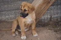 Toes F Sable, a female Akita and McNab Shepherd for sale in Maricopa, AZ – 3 of 10