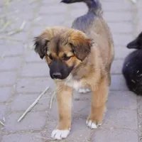 Toes F Sable, a female Akita and McNab Shepherd for sale in Maricopa, AZ – Photo 1 of 10