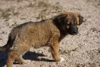 Toes F Sable, a female Akita and McNab Shepherd for sale in Maricopa, AZ – Photo 6 of 8