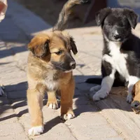 Toes F Sable, a female Akita and McNab Shepherd for sale in Maricopa, AZ – Photo 6 of 10