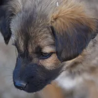Toes F Sable, a female Akita and McNab Shepherd for sale in Maricopa, AZ – Photo 8 of 10