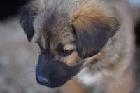 Toes F Sable, a female Akita and McNab Shepherd for sale in Maricopa, AZ – Photo 1 of 8